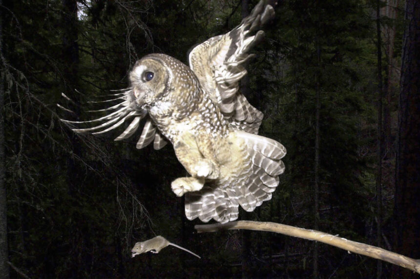 A northern spotted owl flies after a mouse jumping off the end of a stick in the Deschutes National Forest near Camp Sherman, Ore., May 8, 2003. | Don Ryan, Associated Press