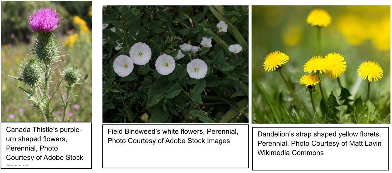 perennials