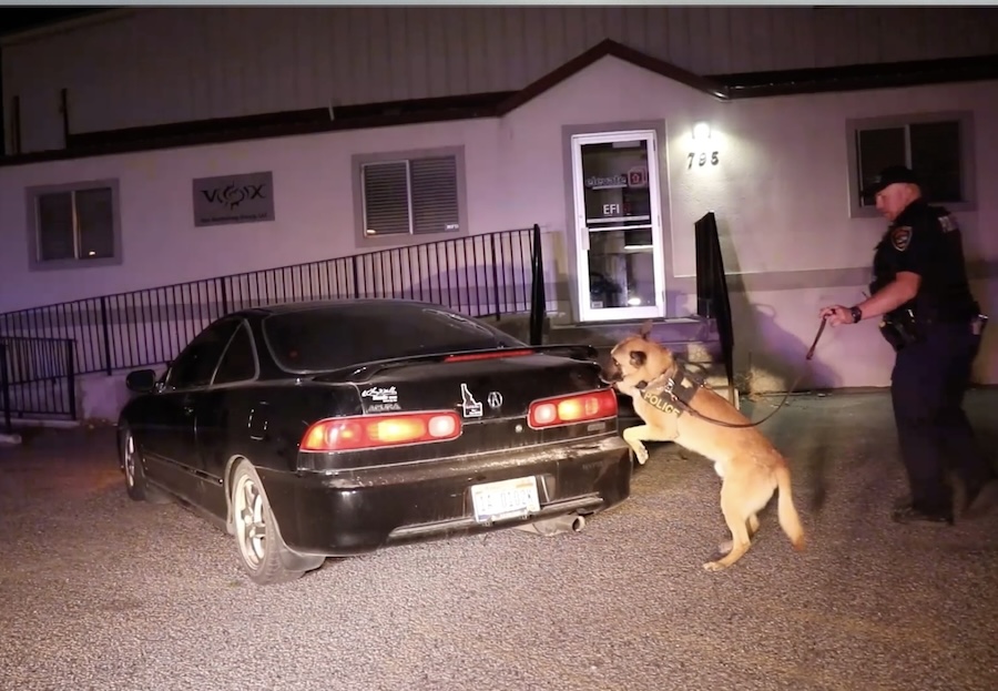 Rocky sniffs car