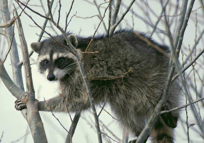 raccoon climbing in tree cropped and color corrected