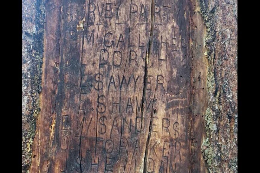 Phillip M. Gallaher led the survey crew that inscribed this tree in the modern-day Shoshone National Forest in October 1893. Some 132 years later, lawmakers and archaeologists want to recover the historic artifact from the backcountry. (Courtesy)