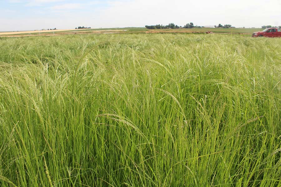 A field of teff in Jefferson County | Courtesy Joseph Sagers