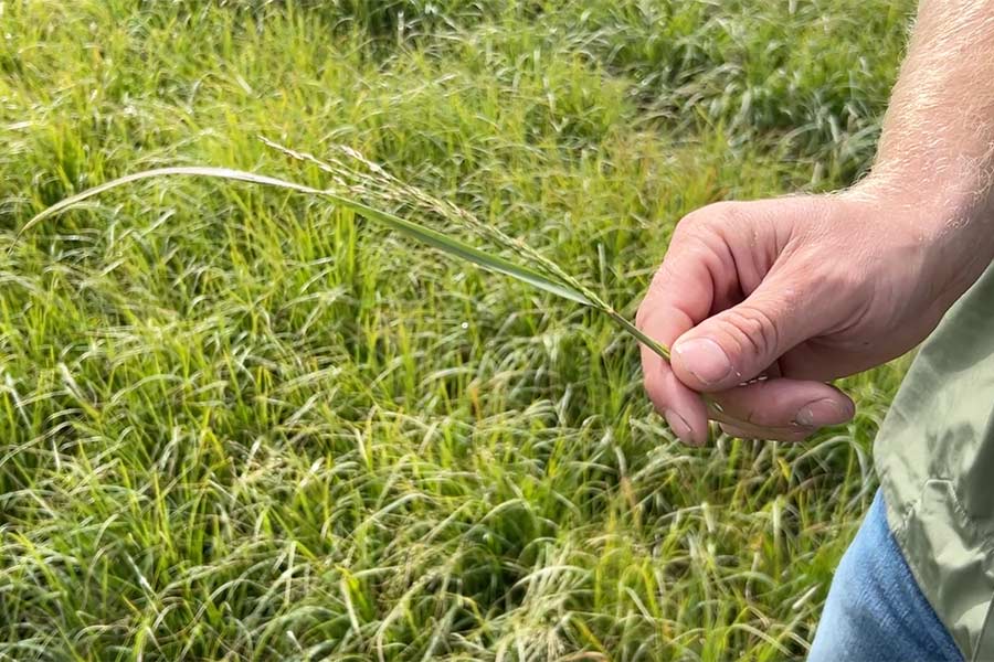 Dyrel Whitby showing us a teff plant. | Rett Nelson, EastIdahoNews.com