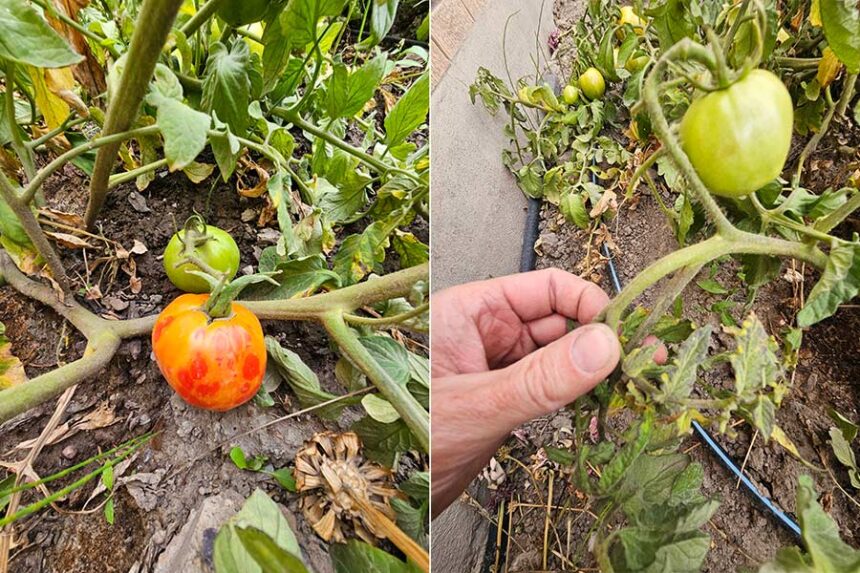 tomato viruses