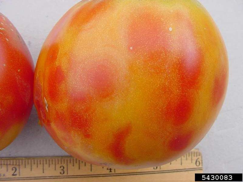 Tomato infected with TSWV | University of Kentucky Research and Education Center