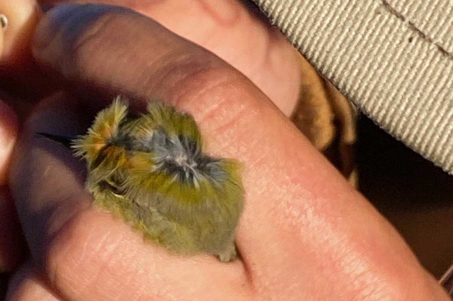 The Orange-crowned warbler is aged by exposing the skin on the top of the head so the skull can be seen. | Bill Schiess, EastIdahoNews.com