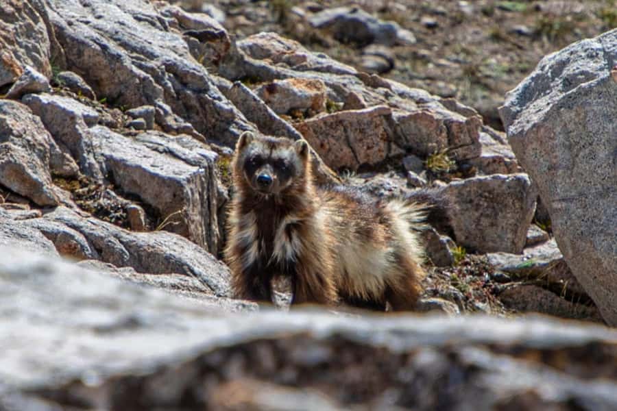 wolverine