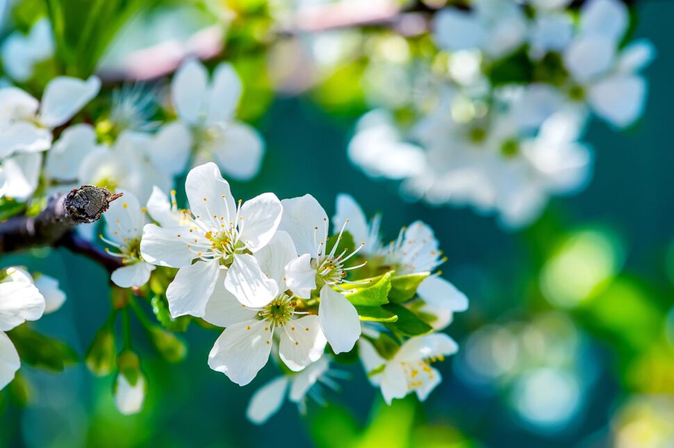 White Flowers