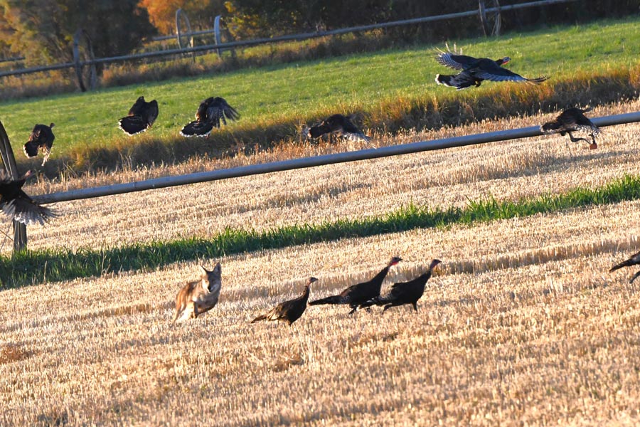 The sun trying to peek over the Tetons just prior to the turkey and coyote encounter. | Bill Schiess, EastIdahoNews.com