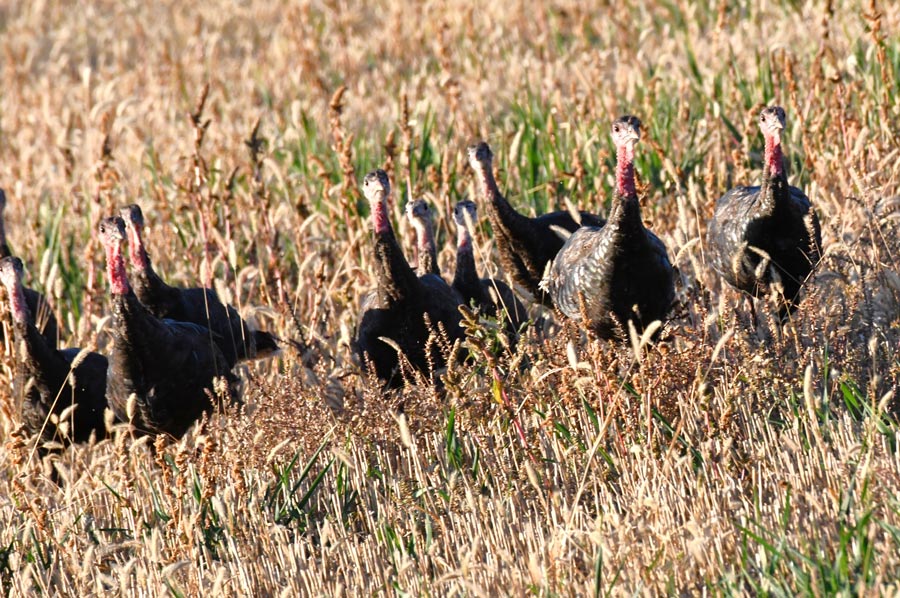 A flock of wild turkeys run toward me as a coyote is chasing them. Bill Schiess, EastIdahoNews.com