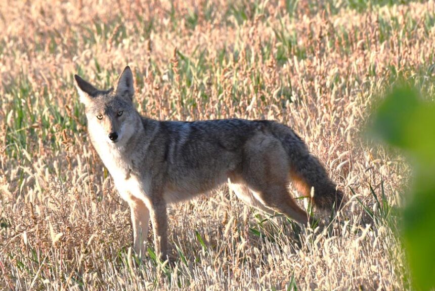The coyote stops and spots me as two adult turkeys run past me. | Bill Schiess, EastIdahoNews.com