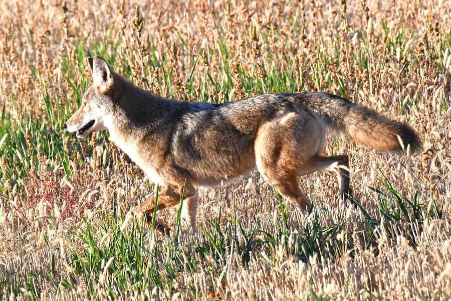The coyote heads for the safety of the Teton River Bottoms in a hurry. | Bill Schiess, EastIdahoNews.com