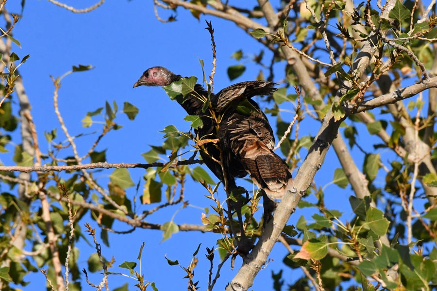  A young turkey watches the adult turkeys fool the coyote from the safety of its perch in my backyard. | Bill Schiess, EastIdahoNews.com