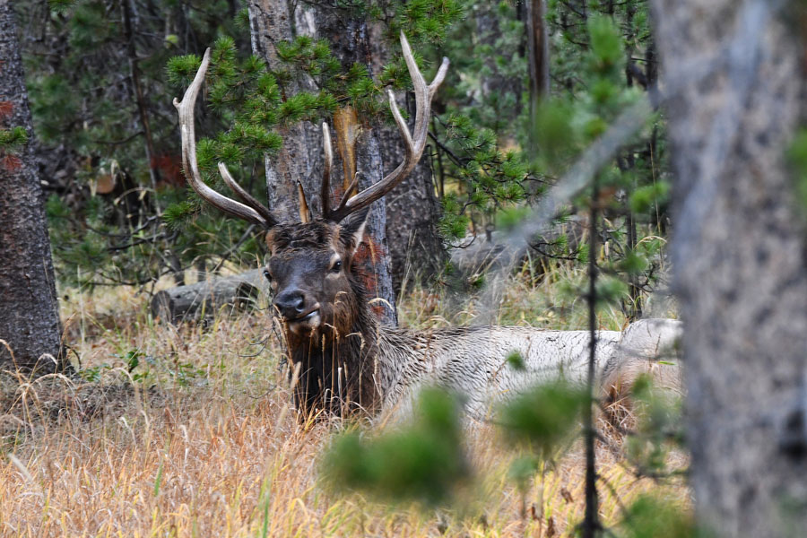 A young bull elk relaxing during a rainstorm. | Bill Schiess, EastIdahoNews.com