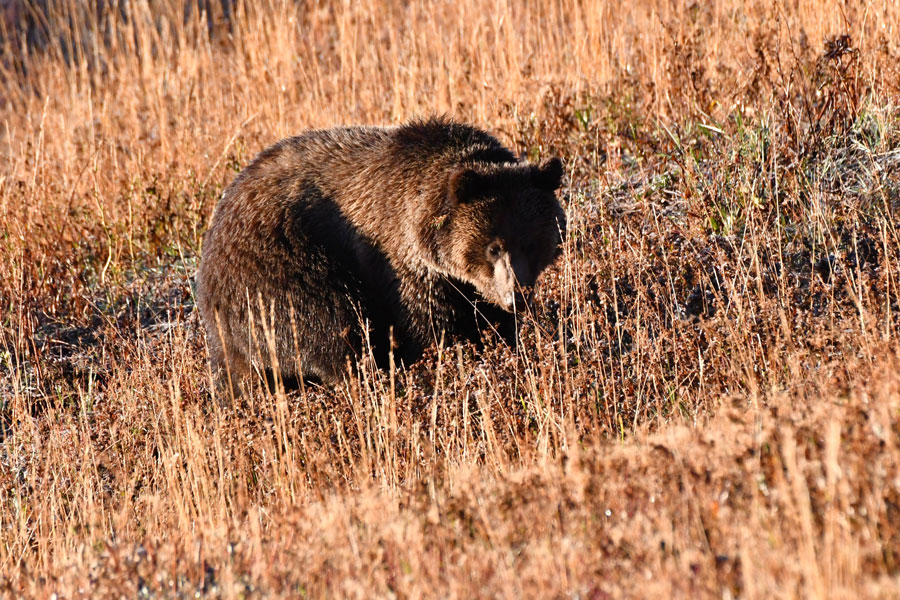 A large grizzly bear keeps its eyes on several photographers as it digs a hole looking for food. | Bill Schiess, EastIdahoNews.com