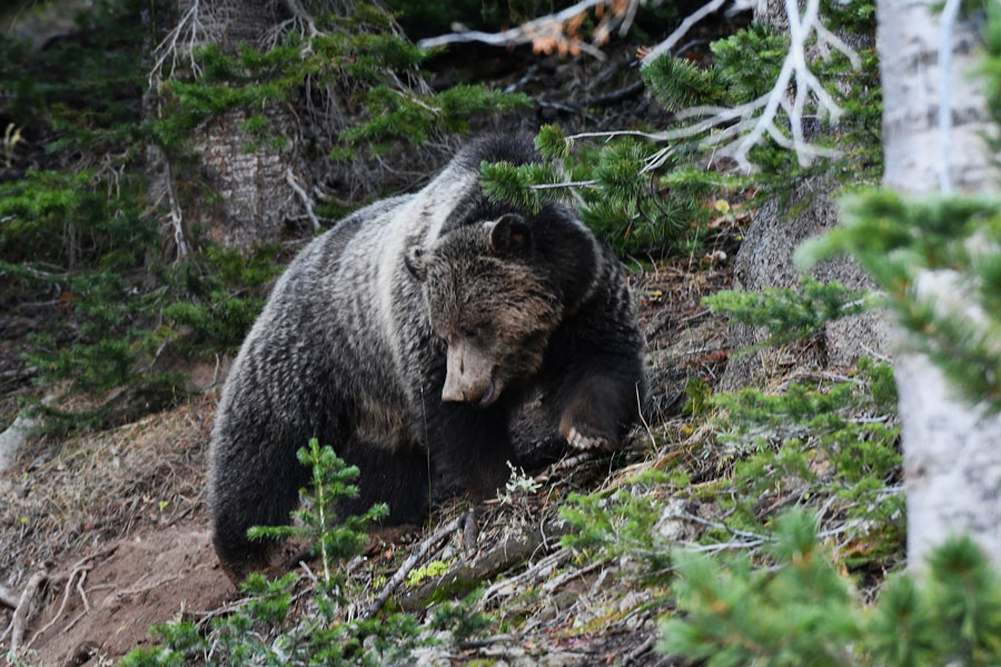 A sub-adult male grizzly near Mount Washburn digging up rodents. | Bill Schiess, EastIdahoNews.com