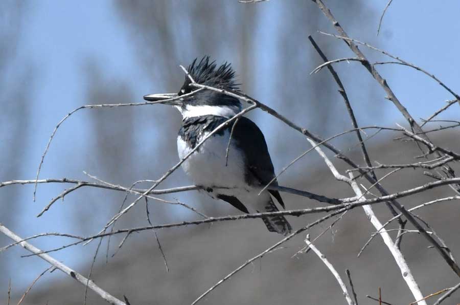 A male kingfisher watches the Henrys Fork of the Snake River in east Idaho for some small fish to come to the surface in October. 2026.