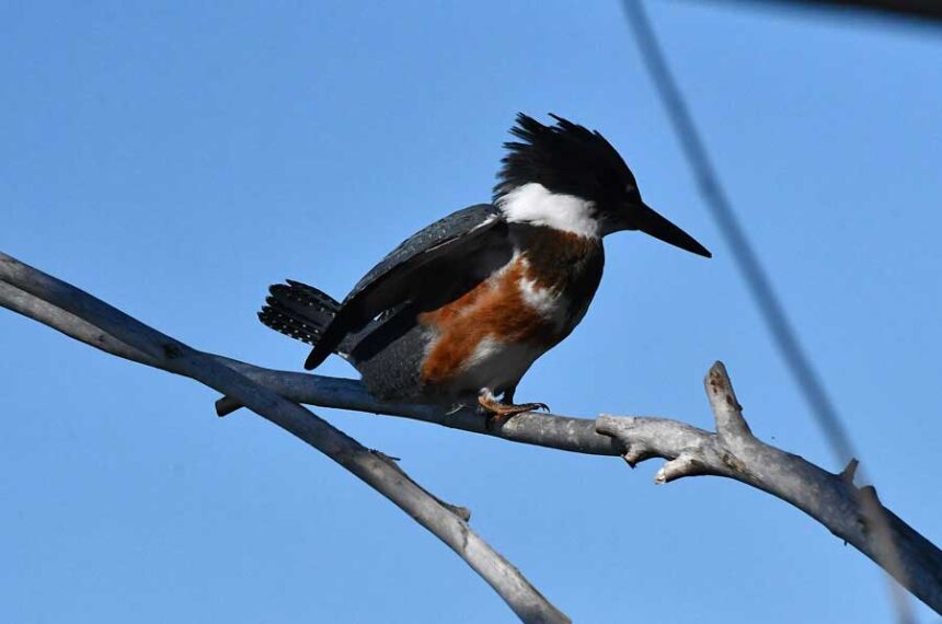 A female Belted kingfisher watches for food from a favorite perch at Camas National Wildlife Reserve in east Idaho, October 2026.