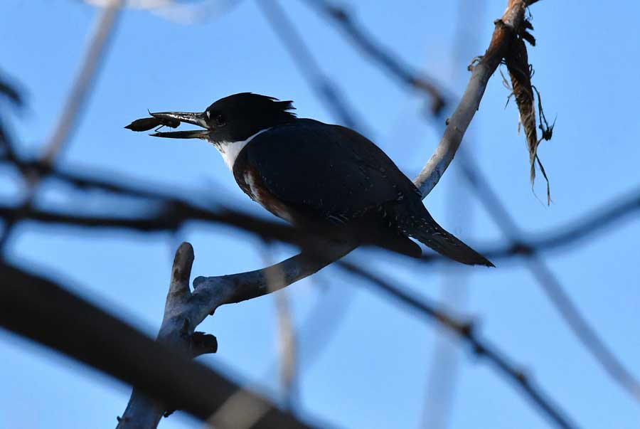 The kingfisher tries to position a dragonfly nymph headfirst so that it can be swallowed while, at the Camas National Wildlife Reserve in east Idaho in October 2026.