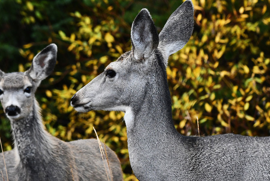 A doe mule deer with three fawns walked across the road by Sylvan Pass in Yellowstone. | Bill Schiess, EastIdahoNews.com