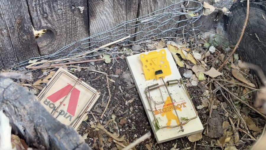 Rat Trap | KIVI