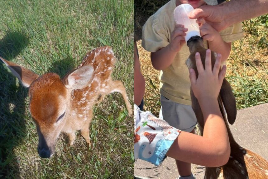 A fawn that was recently euthanized after being domesticated by a local family. | Courtesy of Camille Ramage