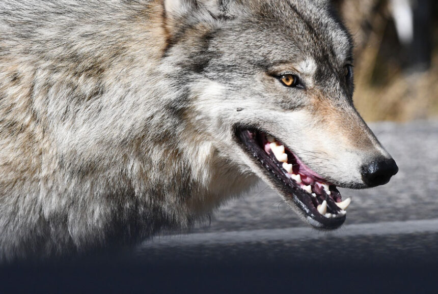 A Gray wolf at Madison Junction in Yellowstone National Park taken last Monday as it walked within 12 feet of the vehicle. Bill Schiess, EastIdahoNews.com