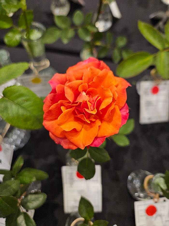 all a 'twitter' rose