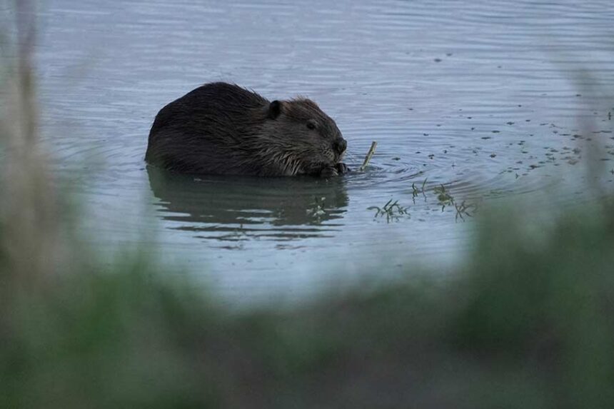 A beaver sits in the Green River, Thursday, Aug. 20, 2026, near Green River, Wyo. (AP Photo/Brittany Peterson)