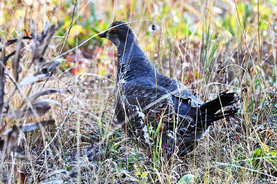 A rare Blue or Dusky grouse near Relay Ridge in Madison County. | Bill Schiess, EastIdahoNews.com