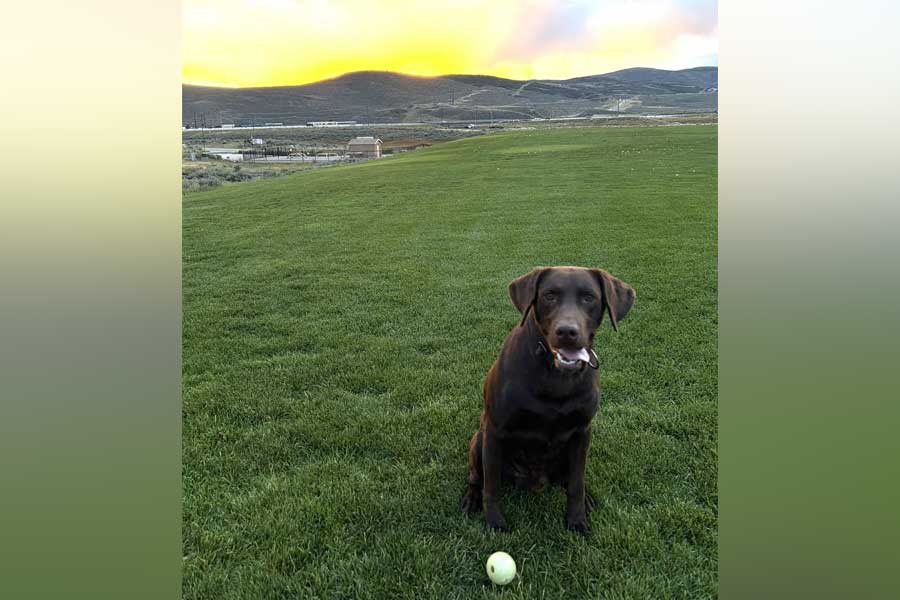 This undated image of Park City police K-9 Bruno was shared on social media Sept. 16, the day after he survived a fall from a freeway overpass.