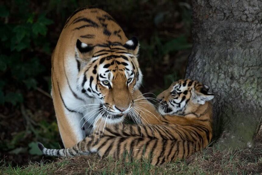 A rare Amur Tiger cub, aged four months, plays with its mother Tschuna as it experiences its reserve for the first time at the Yorkshire Wildlife Park near Doncaster, northern England, in July 2015.