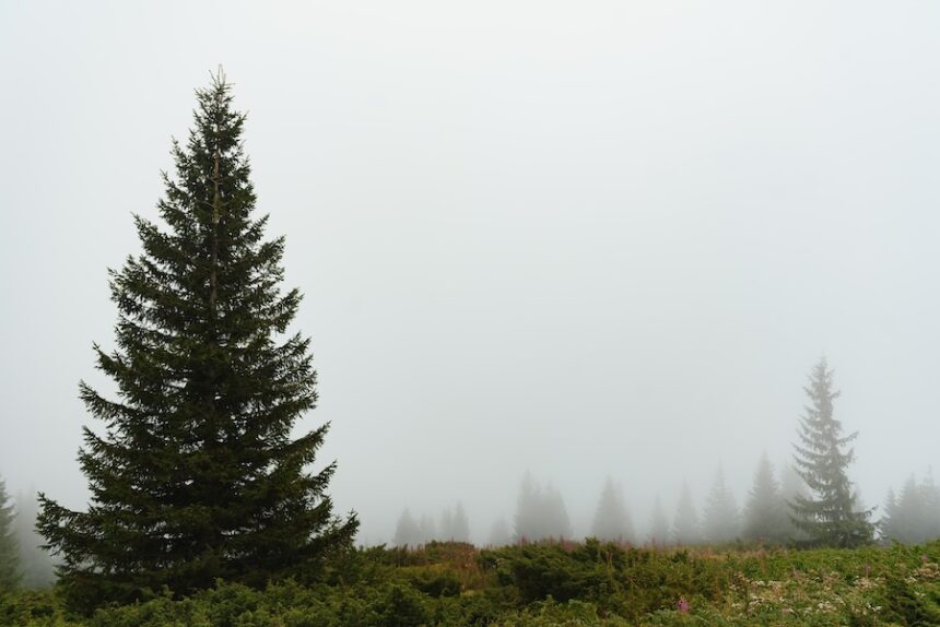 coniferous trees in foggy mountain landscape 2026 09 24 08 46 43 utc