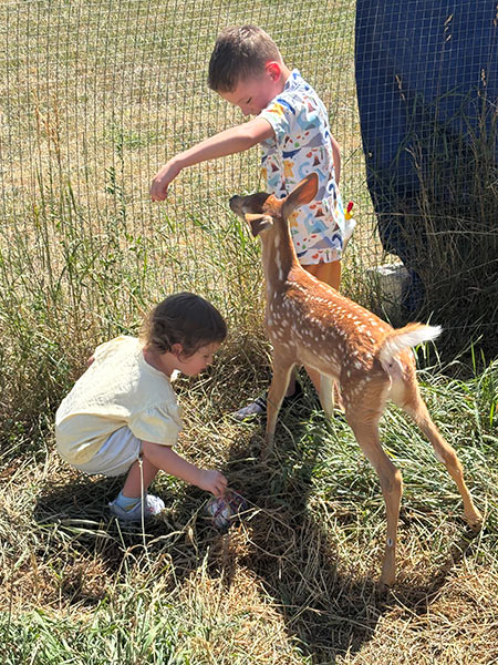The fawn playing with the family. | Courtesy of Camille Ramage