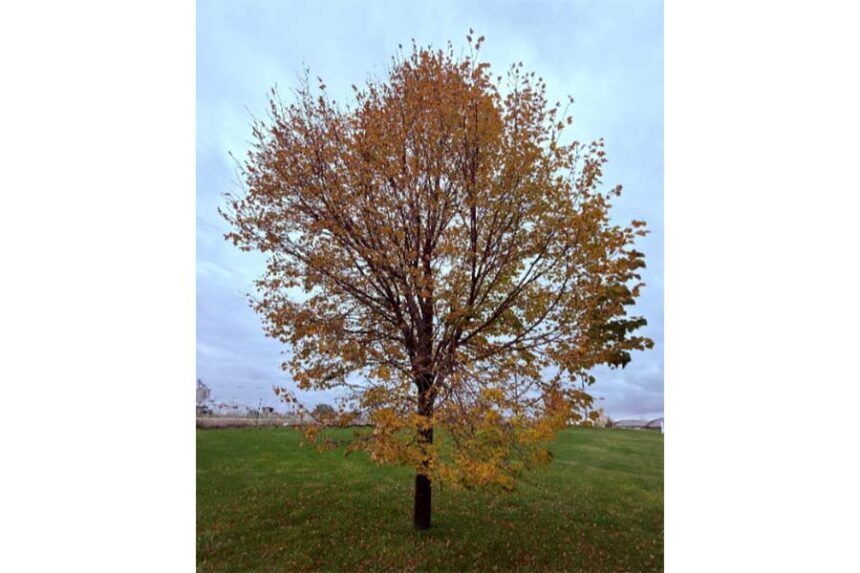 Deciduous tree with senescing leaves. | Anthony Simerlink, Power County Extension