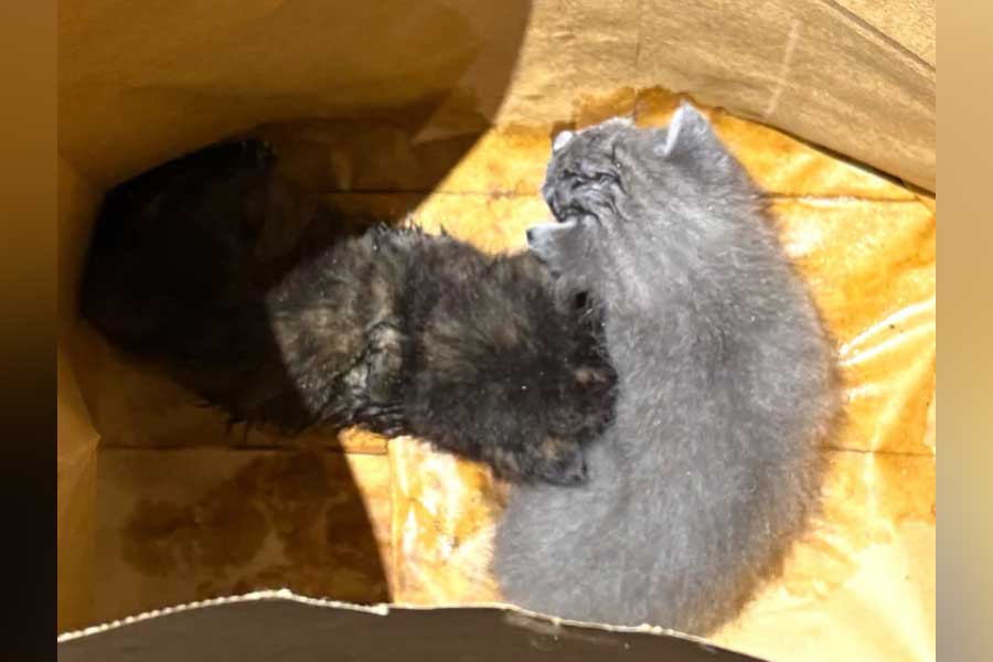 These two cats were rescued by sheriff's deputies on Thursday, Oct. 8, 2026, after they were buried alive in Marin County, Florida.