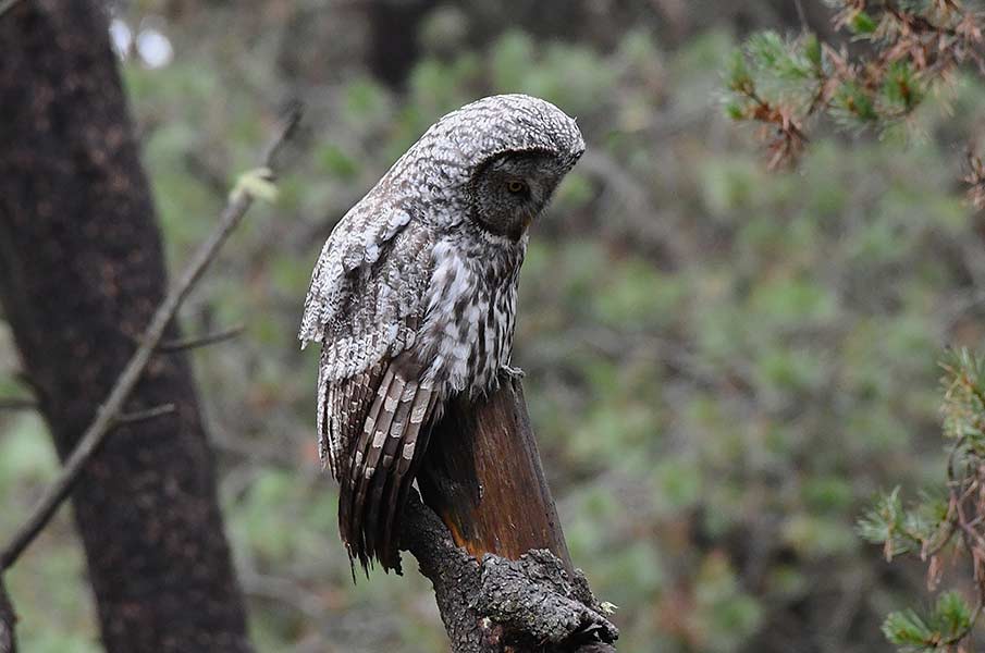 A Great gray owl trying to pinpoint a rodent from its perch. | Bill Schiess, EastIdahoNews.com