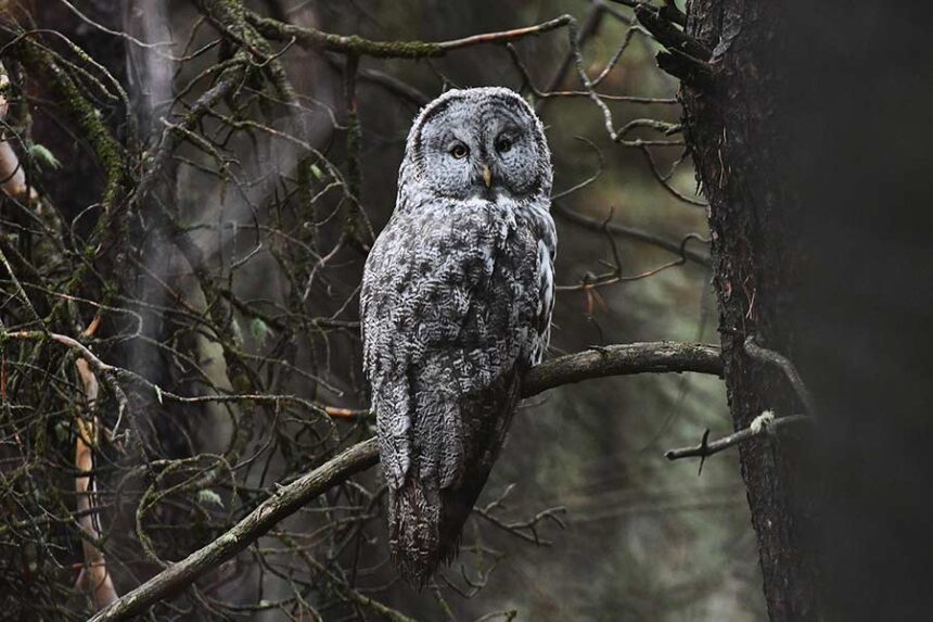 The Ghost of the Forest, a Great gray owl photographed while scouting for elk. | Bill Schiess, EastIdahoNews.com