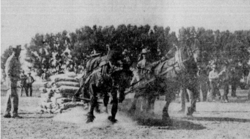 Horse pulling contests, so popular with East Idaho fair goers, are featured again this year. Typical of the daily scenes winning the acclaim of the spectators is the one above where the teams vie for honors as their heads bend under heavy loads. The pulling contests are a feature of each afternoon show, Tuesday through Saturday. Caption dated Sept. 11, 1951.