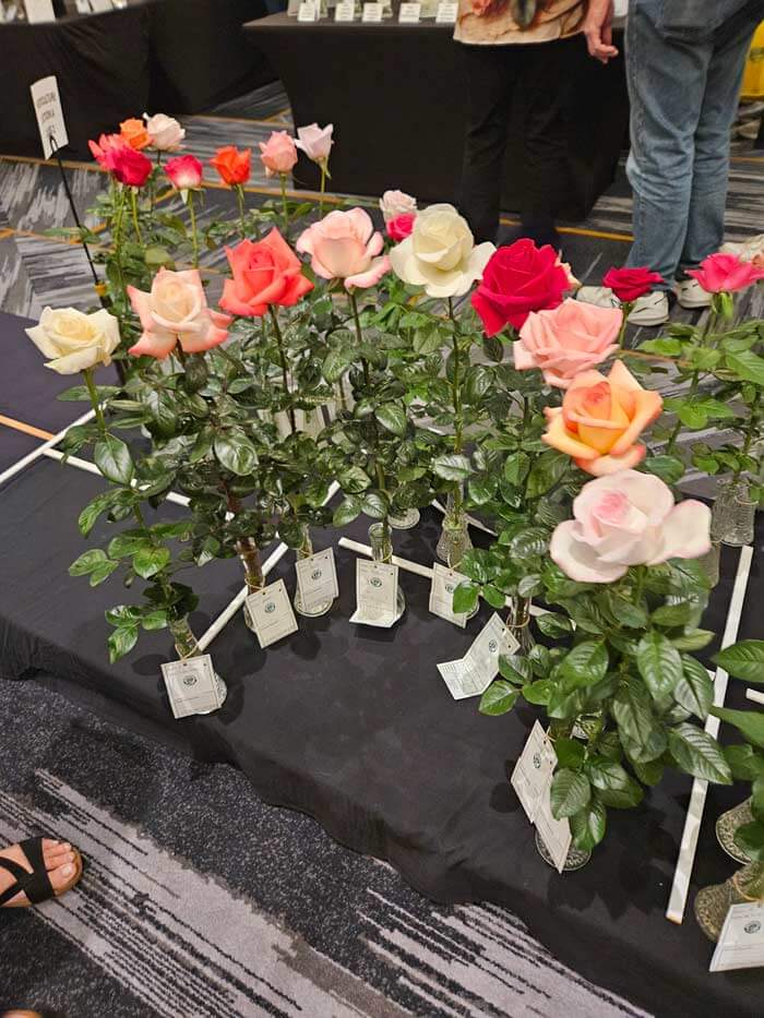 hybrid teas