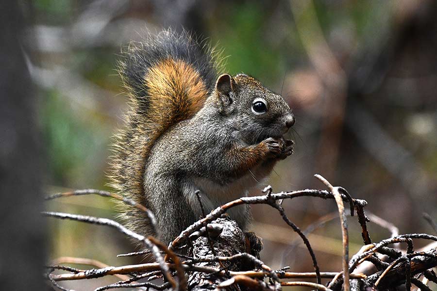 A Red squirrel eating a pine cone near Moody area east of Rexburg. | Bill Schiess, EastIdahoNews.com