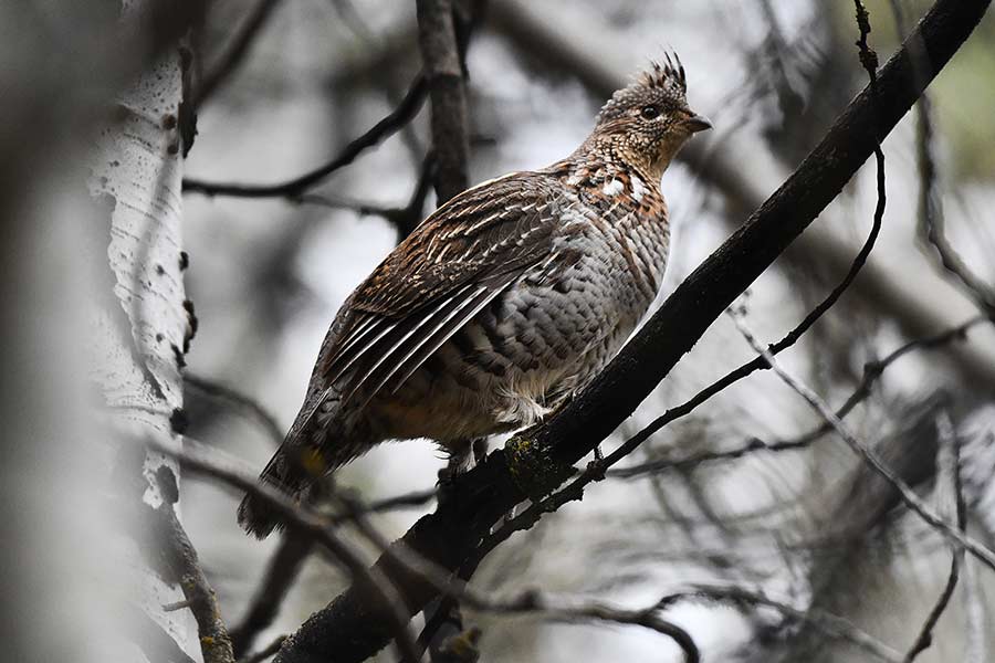 A Ruffed grouse trying to hide in a pine tree. | Bill Schiess, EastIdahoNews.com