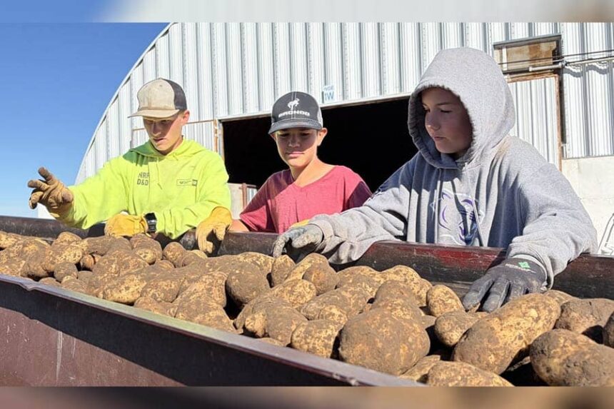 students at spud harvest