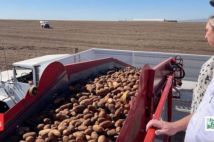 Spud harvest at a field in St. Anthony. | Rett Nelson, EastIdahoNews.com