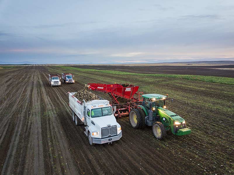 Sugar beet harvest photo provided by Taylor Grant. 