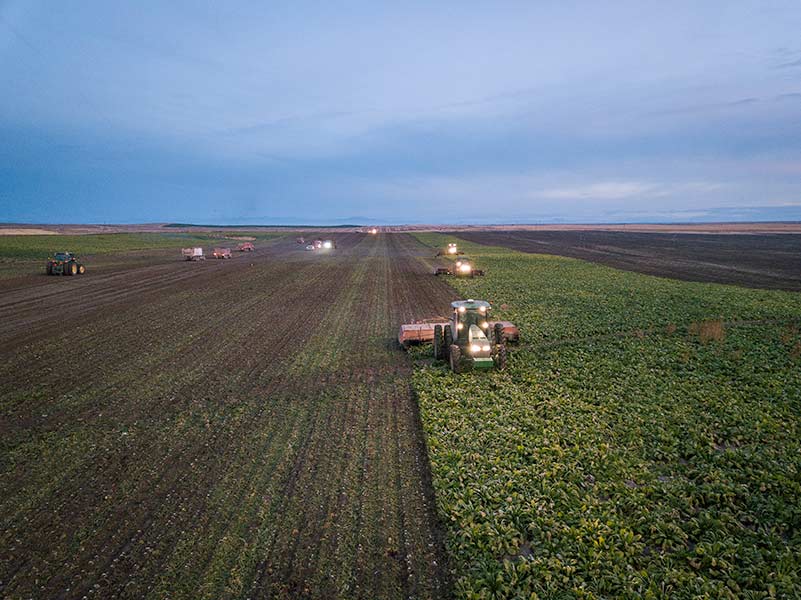 Sugar beet harvest at Grant 4-D Farms in Rupert. | Courtesy Taylor Grant