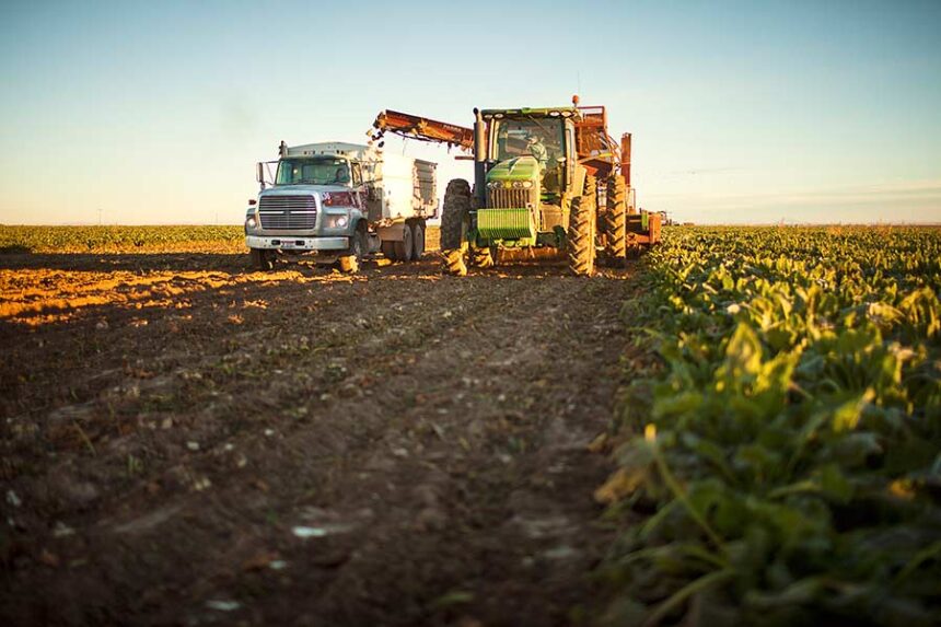 Sugar beet harvest is underway at Grant 4-D Farms in Rupert. | Courtesy Taylor Grant