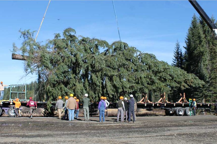 U.S. Forest Service workers secure the tree for transportation. | Erin Mullins / Lewiston Tribune