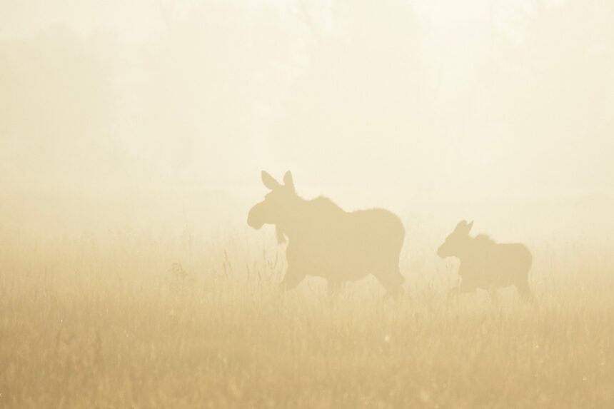 cow moose and calf