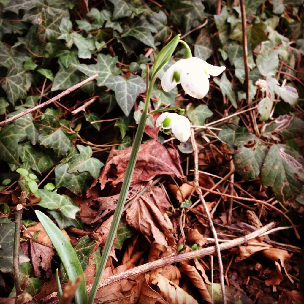 Cornish Snowdrops, a guide for Galanthophiles